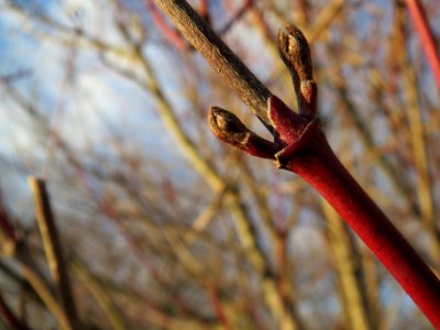 20140110Hartriegel_Reilingen2