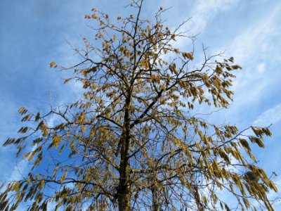 20140118Baumhasel_Hockenheim2