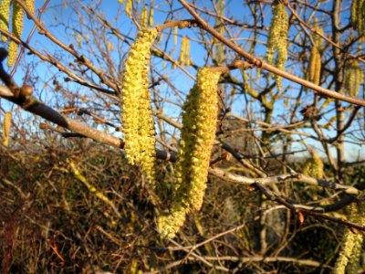 20140117Haselnuss_Neulussheim