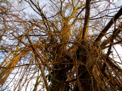 20140118Clematis_vitalba2