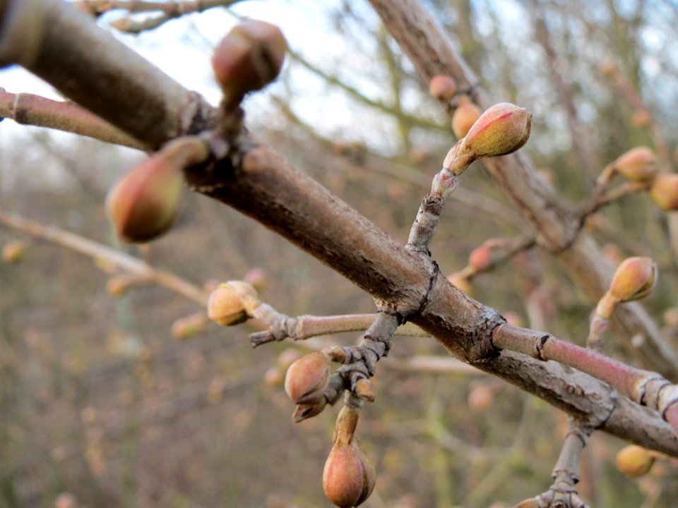 20140118Cornus_mas1