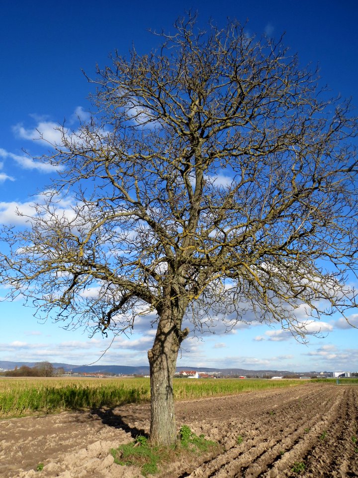 20140212Juglans_regia_Walldorf2