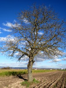 20140212Juglans_regia_Walldorf2