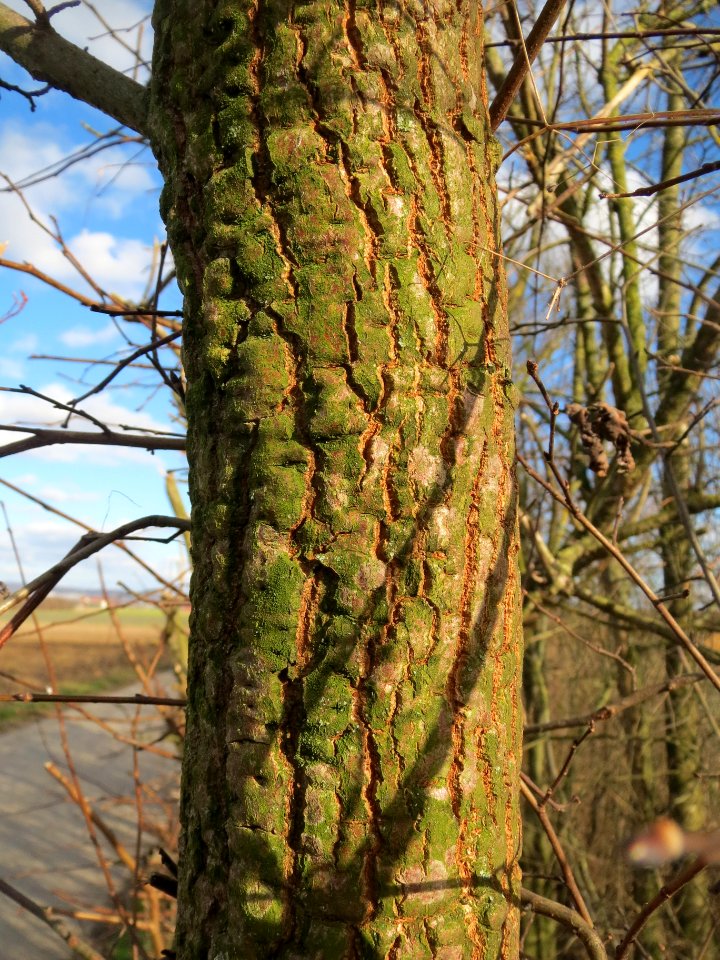 20140212Ulmus_minor_Walldorf3