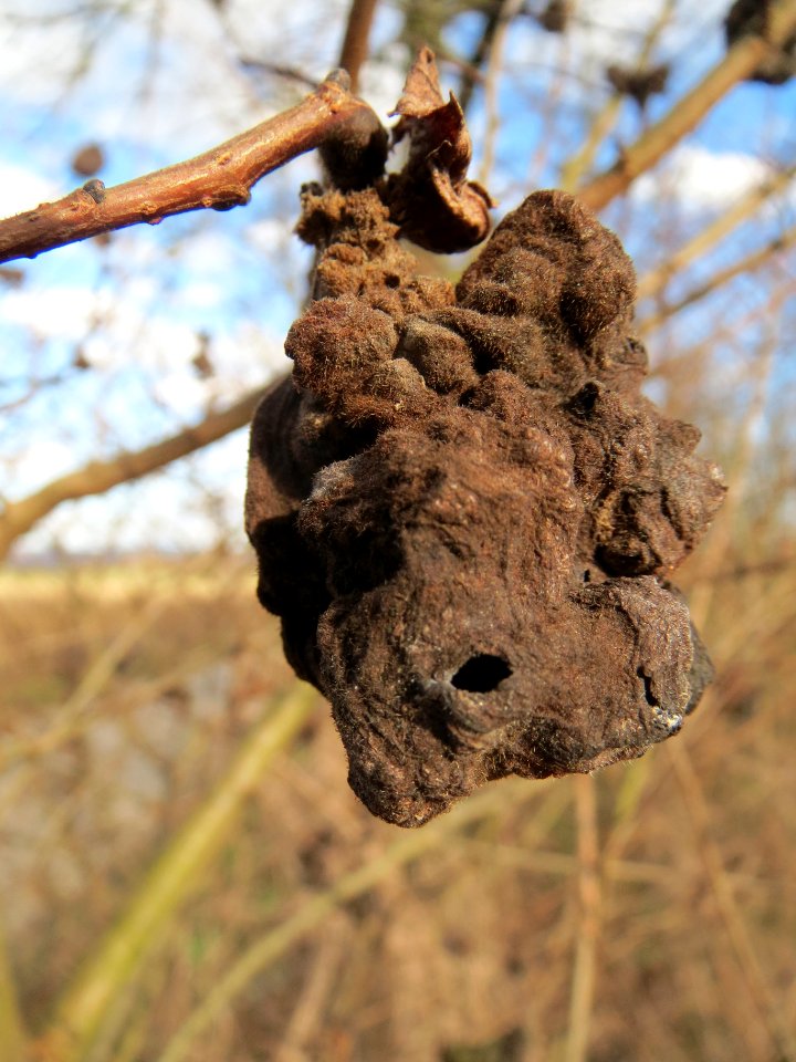 20140212Ulmus_minor_Walldorf2