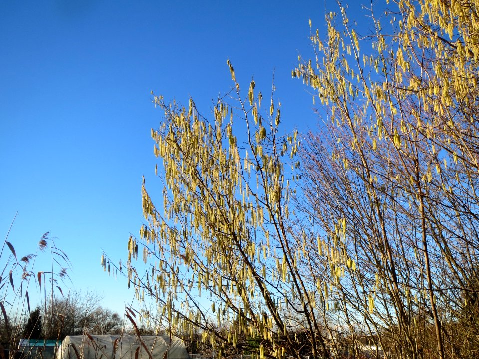 20140117Haselnuss_Hockenheim3