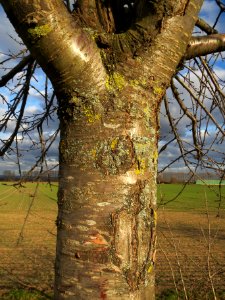 20140211Kirsche_Reilingen13
