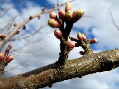 20140212Prunus_cerasifera_Reilingen1