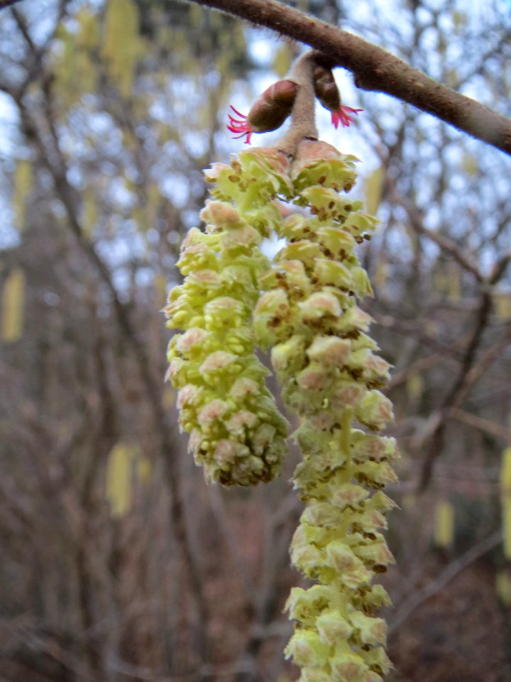 20140119Corylus_avellana1