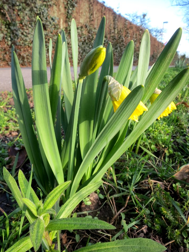 20140212Narcissus_pseudonarcissus4