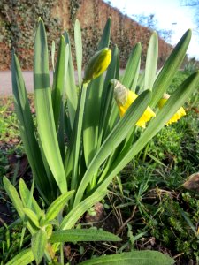 20140212Narcissus_pseudonarcissus4