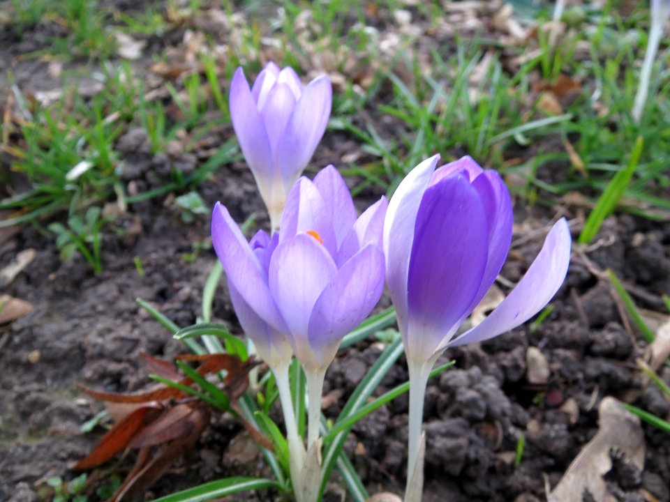 20140212Crocus_tommasinianus6