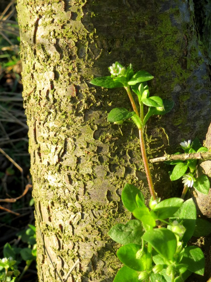20140216Prunus_cerasifera3