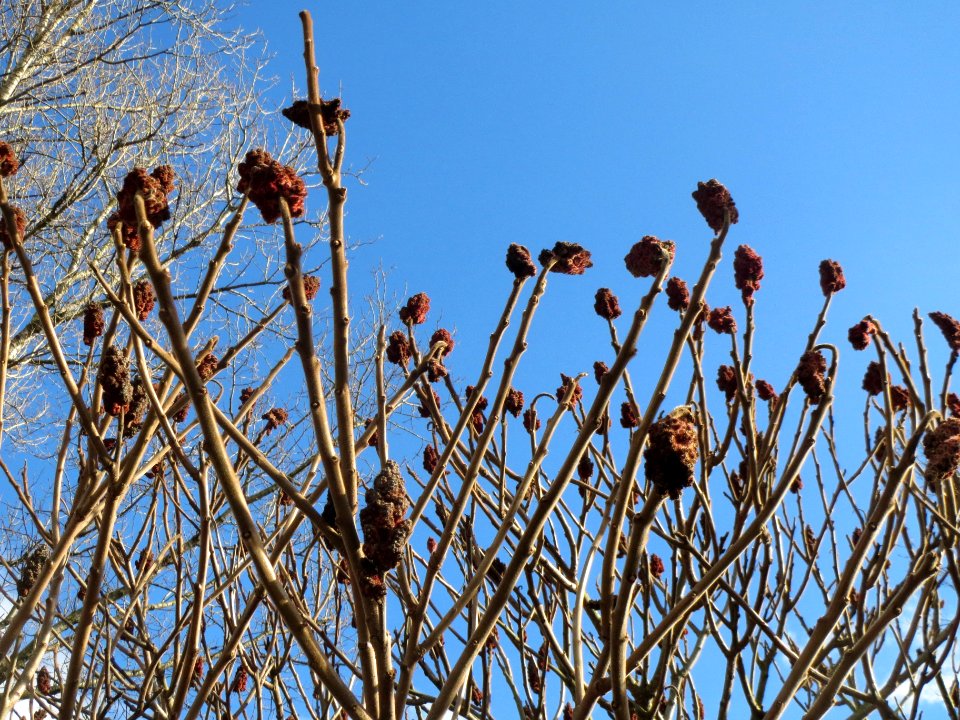 20140212Essigbaum_Reilingen1
