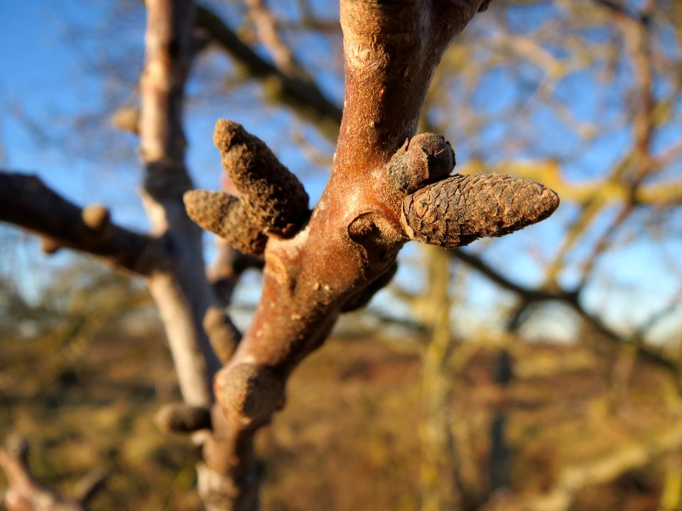 20140117Walnuss_Neulussheim5