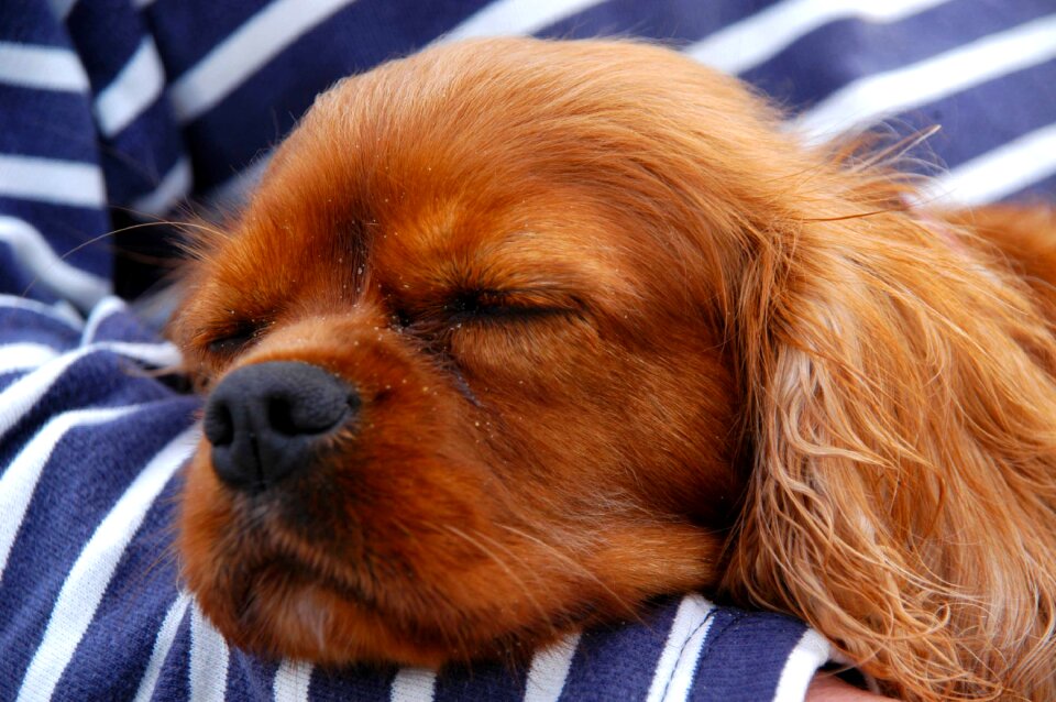Peaceful dogs animals