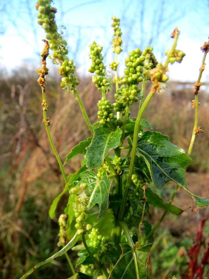 20140216Mercurialis_annua_Reilingen4