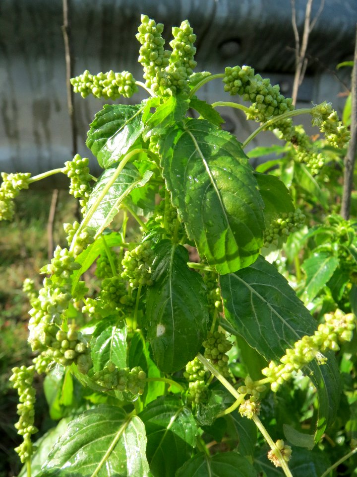 20140216Mercurialis_annua_Reilingen1