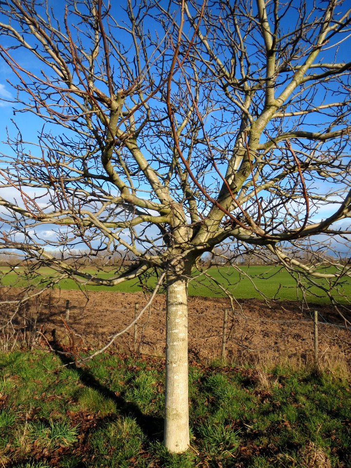 20140216Juglans_regia2