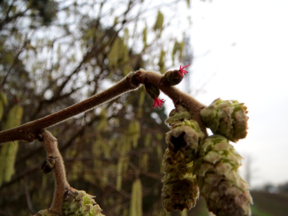 20140119Corylus_avellana3