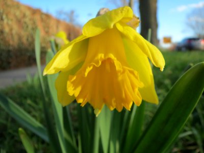 20140212Narcissus_pseudonarcissus5