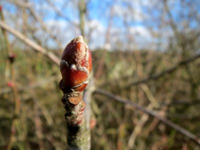 20140211Quercus_petraea1