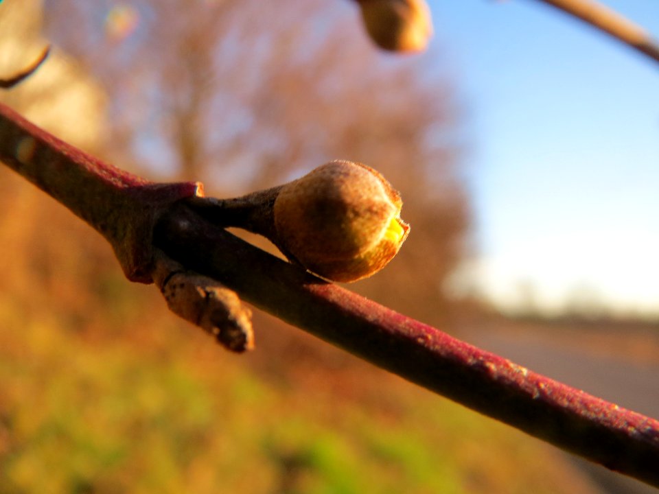 20140128Cornus_mas1