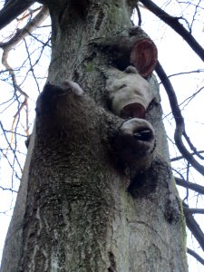 20140212Fagus_sylvatica3