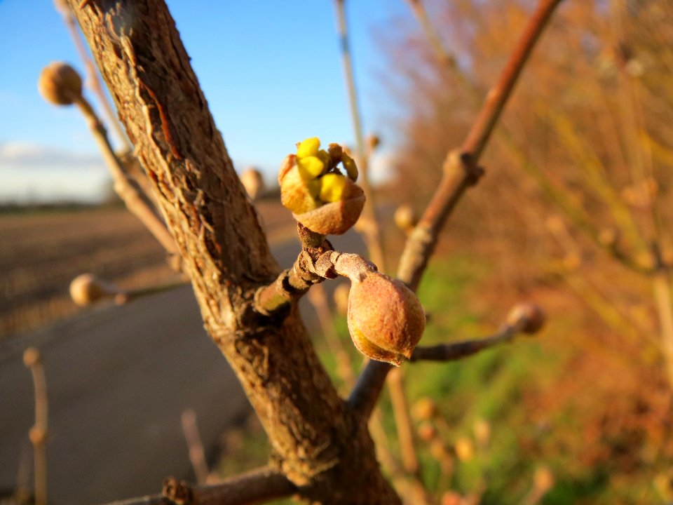 20140128Cornus_mas2