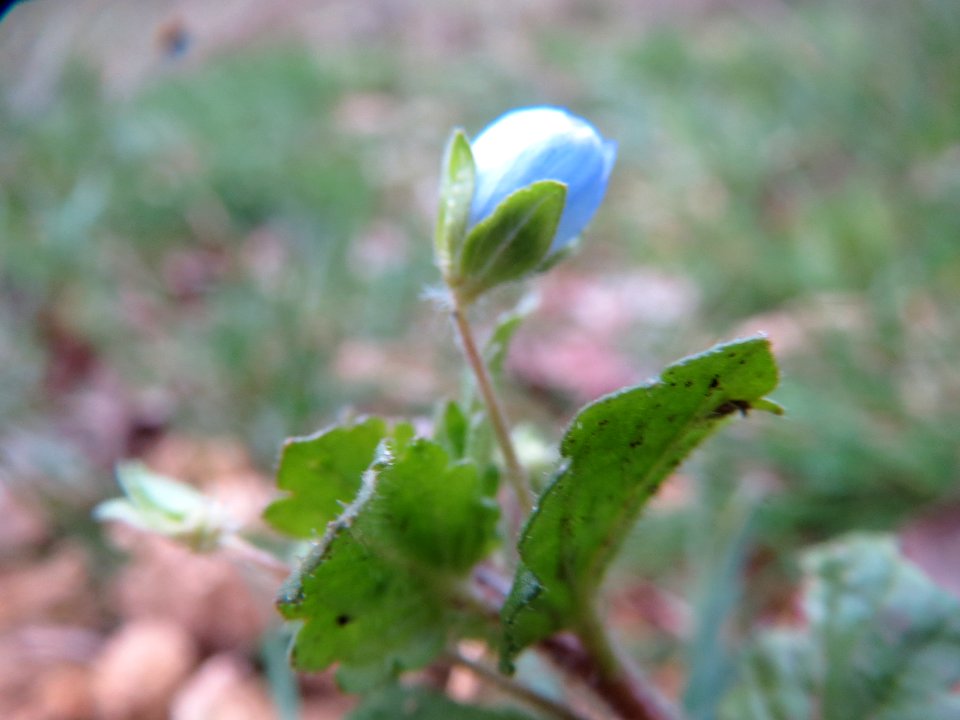 20140126Veronica_persica1