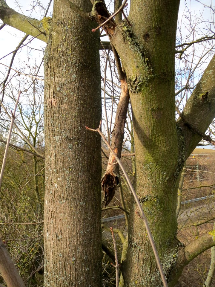 20140211Acer_platanoides2
