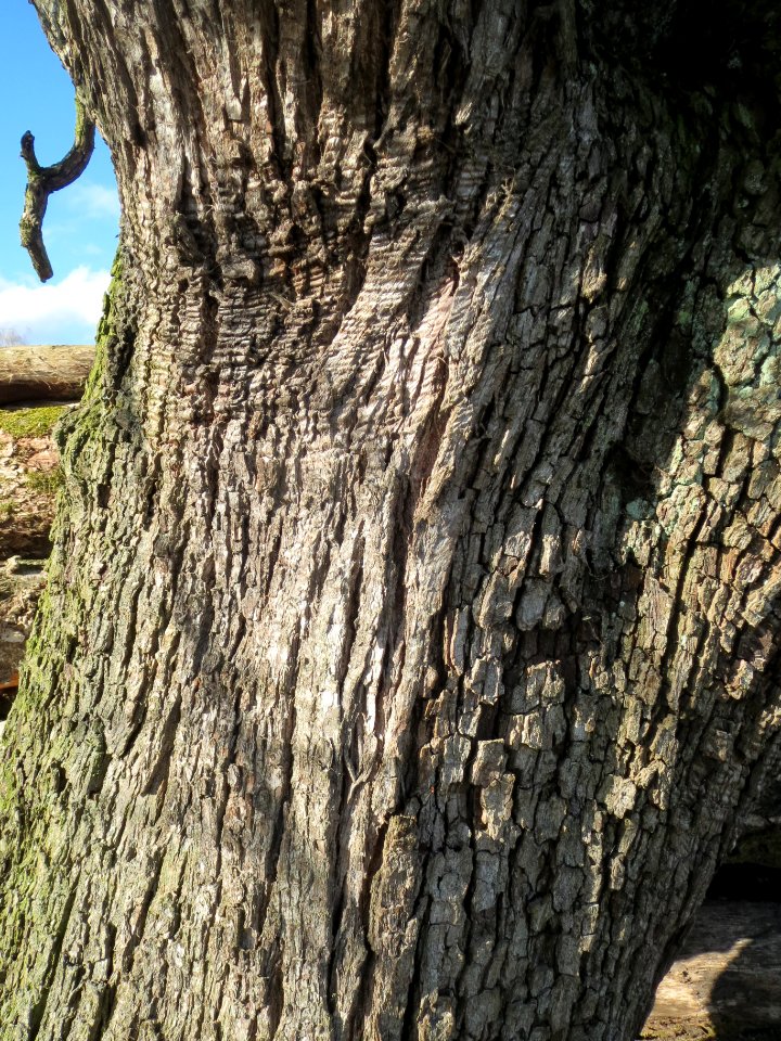 20140212Birne_Reilingen05