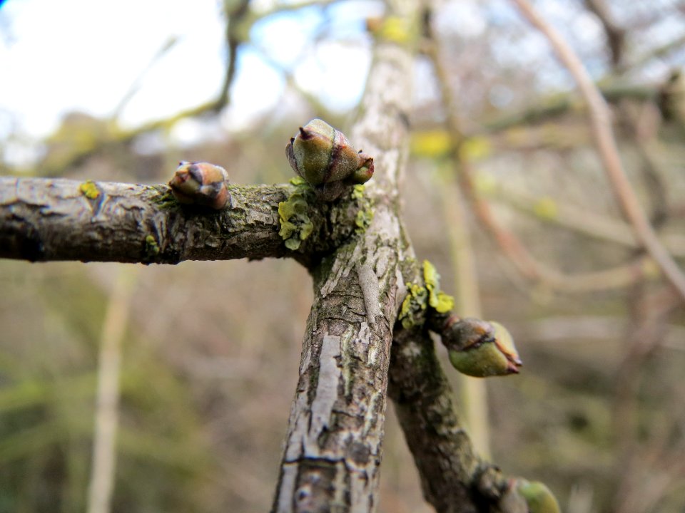 20140211Euonymus_europaeus3