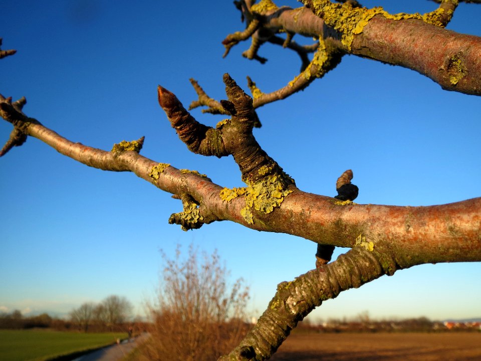 20140117Kirsche_Neulussheim