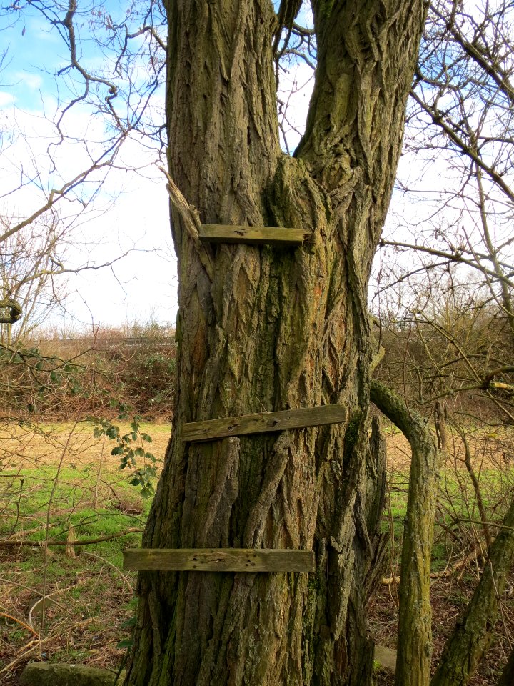 20140211Robinie_Reilingen2