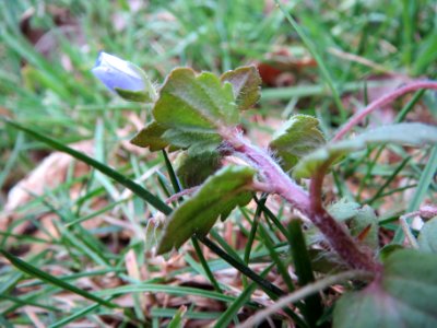 20140126Veronica_persica2