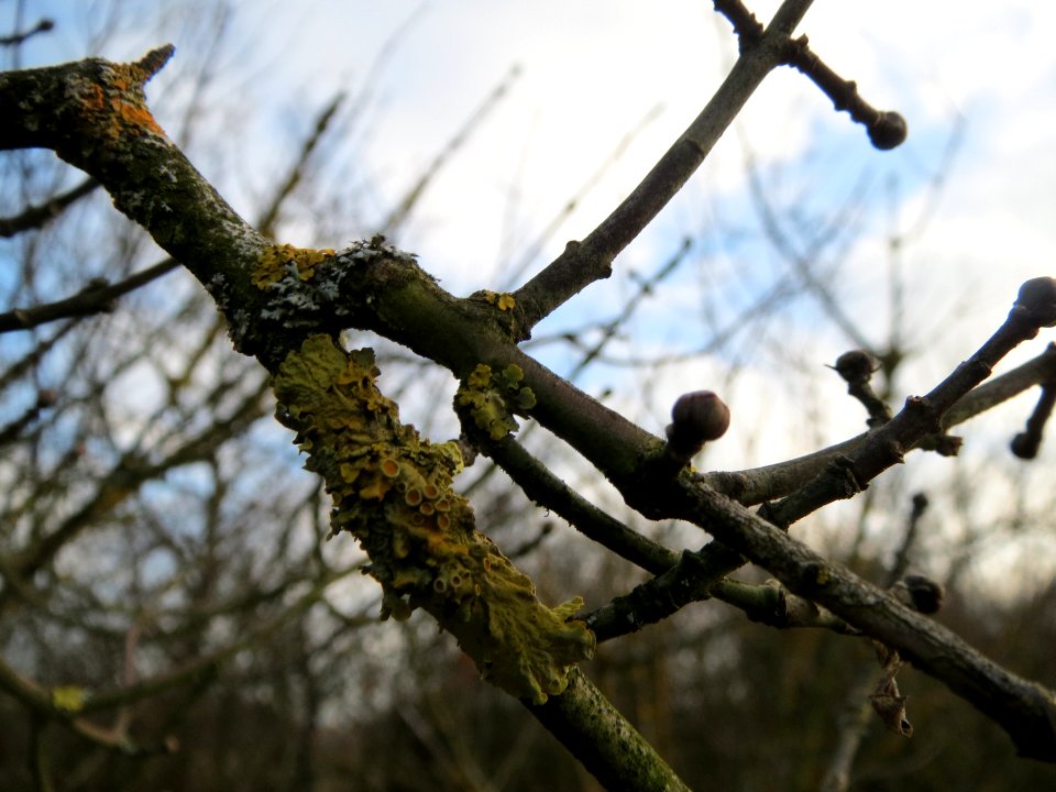 20140129Pfaffenhuetchen3
