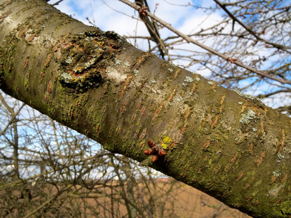 20140211Kirsche_Reilingen02