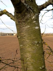 20140211Kirsche_Reilingen03