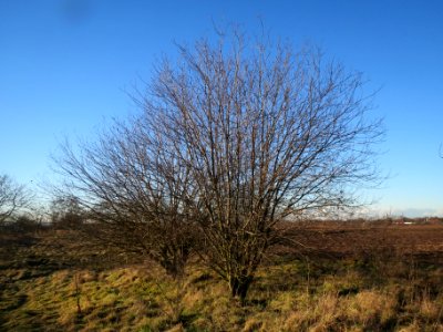 20140117Salix_Neulussheim1