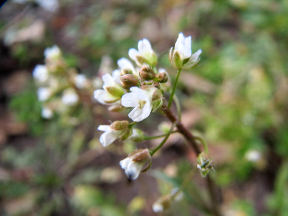 20140212Capsella_bursa-pastoris