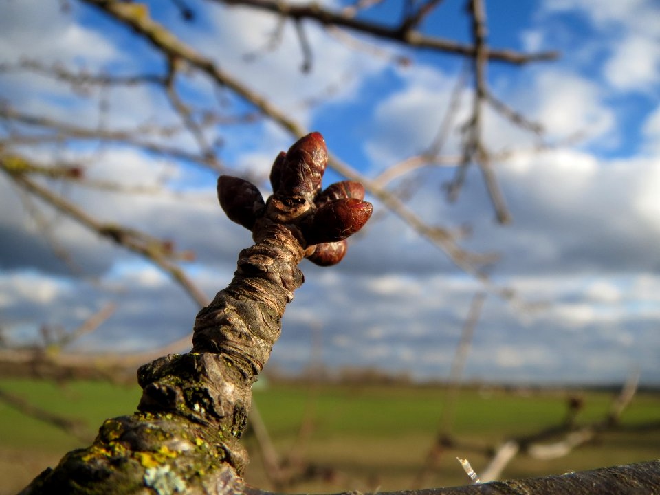20140211Kirsche_Reilingen15