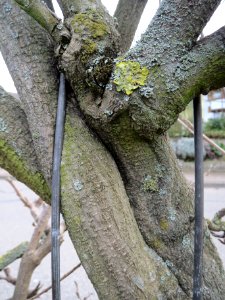 20140211Wisteria_floribunda5