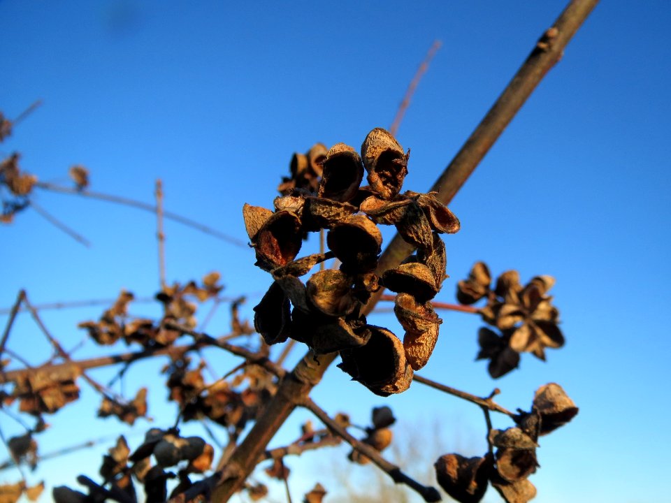 20140117Pfaffenhuetchen1