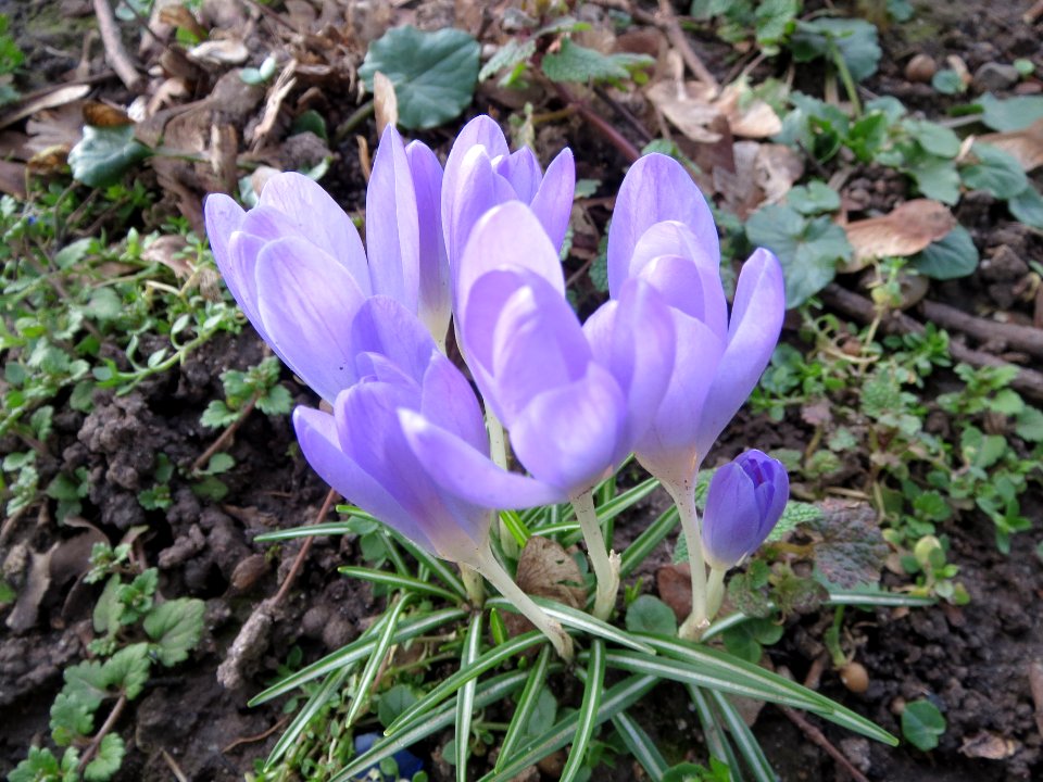20140212Crocus_tommasinianus5