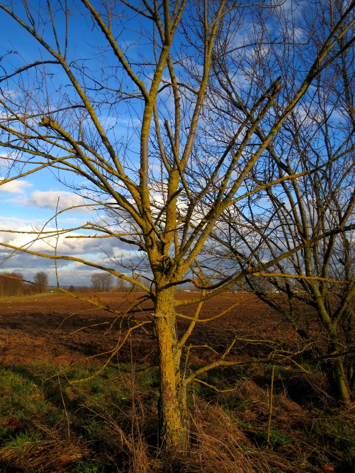 20140211Ulmus_minor6