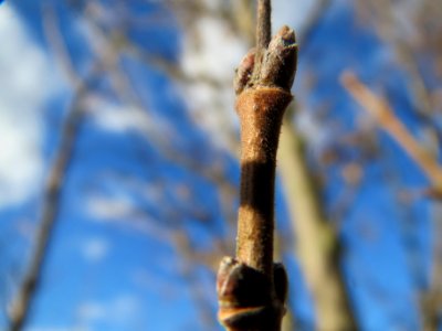 20140212Acer_campestre_Walldorf5