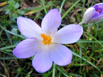 20140212Crocus_tommasinianus1 photo