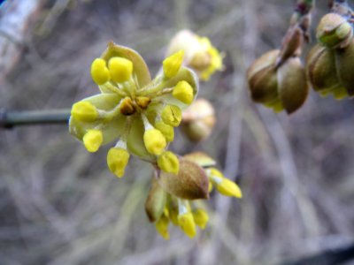 20140211Cornus_mas5
