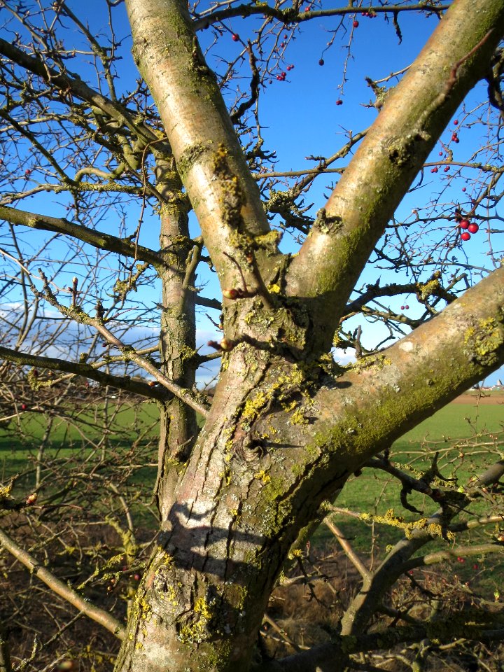 20140216Weissdorn_Neulussheim2